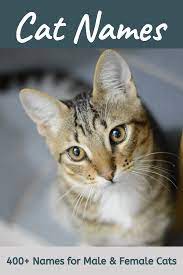 400 Cat Names Ideas For Male And Female Cats Cute Cat Names Cat Names Girl Cat Names