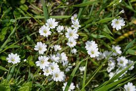 Well you're in luck, because here they come. 9 Best Tiny Flowers For Your Garden