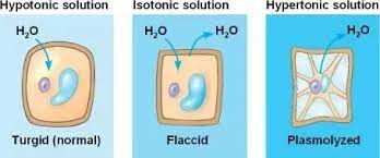 How Is The Process Of Plasmolysis In Plants Carried Out Quora