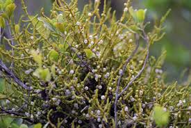 Image result for Viscum congolense