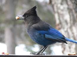 Birds Of Eastern Washington State We Do Have Stellar Blue Jays Here In Washington State Alaska Fishing Trips Alaska Fishing Fishing Trip
