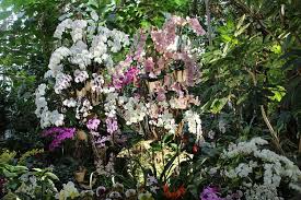 Comment Entretenir Les Orchidees En 2020 Orchidee Rempoter Orchidee Entretenir Orchidee