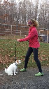 Piper Before Prong Collar Introduction Dog Training Obedience Jack Russell Terrier Prong Collar