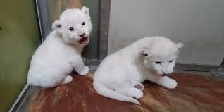 In connection with a government order, it is possible that the building has interrupted or limited providing services. Narodila Se Mladata Lvu Jihoafrickych Zoo Hodonin Cz