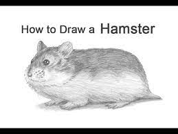 How To Draw A Hamster (Dwarf Hamster) - Youtube