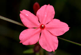 Image result for Otomeria