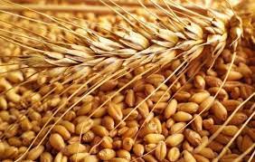 السلع التموينية تطرح مناقصة لشراء قمح للشحن صورة تعبيرية قمح طرحت الهي agriculture wheat wheat grain