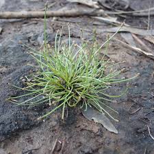 Image result for Eleocharis minuta