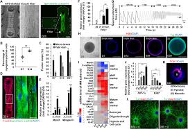 They are categorized by the muscles which they affect (primary and secondary), as well as the equipment required. Microphysiological 3d Model Of Amyotrophic Lateral Sclerosis Als From Human Ips Derived Muscle Cells And Optogenetic Motor Neurons Science Advances