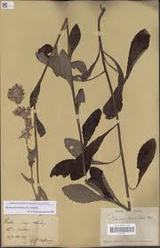 Image result for Raphidiocystis