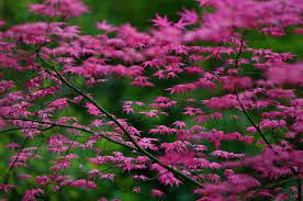 (you save ) choose options. Amazon Com Shindeshojo Japanese Maple Acer Palmatum Shindeshojo 3 Year Old Live Plant Garden Outdoor