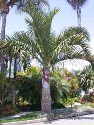 Image result for Monopsis decipiens