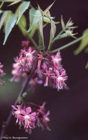 Image result for Kotschya speciosa