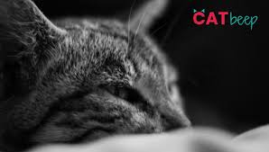 Technology such as pet cams, and environmental modification such as perch areas and. Why Does My Cat Sleep On My Chest Cat Beep
