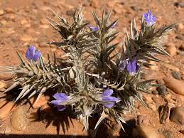 Image result for Blepharis