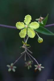 Image result for Sphedamnocarpus pruriens