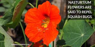 Plants that repel squash bugs. Organic Control Of Squash Pests Diseases You Should Grow