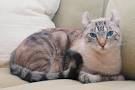 All about the American Curl cat breed | Cats Around The Globe