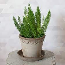 Castle Pot And Saucer Gray Foxtail Fern Asparagus Fern Foliage Plants