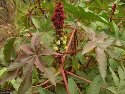 Ricinus Communis African Wonder Tree Castor Bean Castor Bean Plant Castor Oil Plant Castor Oil Plant Mole Bean Plant North Carolina Extension Gardener Plant Toolbox