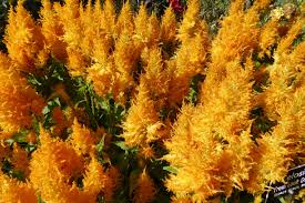 Celosia Fresh Look Gold Celosia Is A Small Genus Of Edible And Ornamental Plants In The Amaranth Family Amaran Plants Ornamental Plants Ancient Greek Words