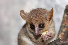 11 Of The Smallest Mammals In The World Mammals Grey Mouse Lemur Lemur