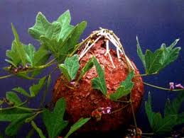 Image result for Neorautanenia