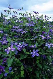 Clematis seeds are very slow to germinate. Clematis Arabella Plant Flower Stock Photography Gardenphotos Com