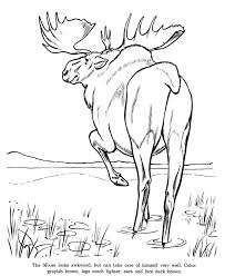 Drawings Of Wild Animals Animal Drawings Coloring Pages Wild Moose Animal Identification Zoo Coloring Pages Moose Animal Animal Drawings