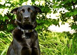 Life Expectancy For A German Shepherd Black Lab Mix Cuteness
