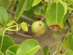 North harbour big tree company is the name you can trust for tree delivery and planting services within the greater auckland area. Manchineel Wikipedia