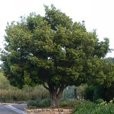 Image result for Mimusops afra