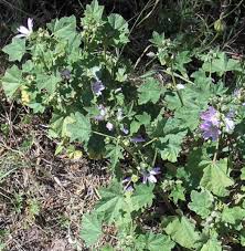 With all the plants conveniently organized by season, enthusiasts will find it very simple to locate and identify their desired ingredients. Foraging In Portugal In Spring For Edible Wild Plants Owlcation