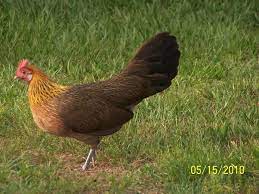 Golden Phoenix Hen Probably The Least Social Hen On Our Farm Chicken Breeds Golden Phoenix Chickens