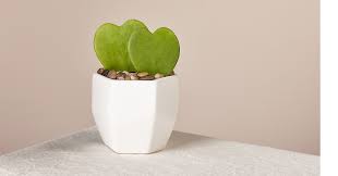 The christmas cactus is a cheery plant that adds color and flowers to your home in winter. Hoya Heart Succulent