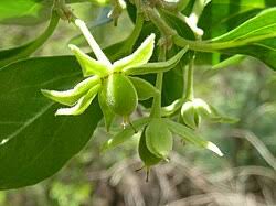 Image result for Dovyalis zeyheri