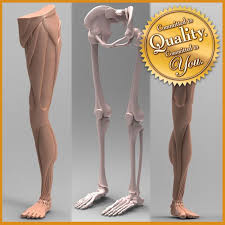 Human Leg Anatomy Combo 3d Model Leg Anatomy Human Leg Human