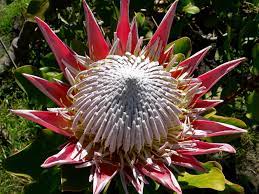 Protea Cynaroides King Protea World Of Flowering Plants