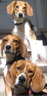 Pin By P W On For Sam Beagle Types Of Beagles Easiest Dogs To Train Beagle Dog