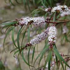 Image result for Myoporum