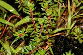 Image result for Laurembergia repens