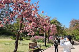 Taman jenderam murni taman kampar putra taman kheng tian taman jade view taman kencana pandan indah taman jasmin kajang taman krubong utama. Bunga Bunga Musim Semi Korea Selatan Di Tengah Covid 19 Kumparan Com