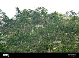 Image result for Pycnanthus