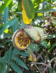 Image result for Voacanga thouarsii