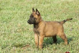 Champion Belgian Malinois Breeders Broadcreek Belgian Malinois Belgian Malinois Puppies Belgian Malinois Malinois Puppies