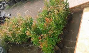 Maybe you would like to learn more about one of these? Jual Bibit Tanaman Pucuk Merah 082332224620 Gudang Bibitku
