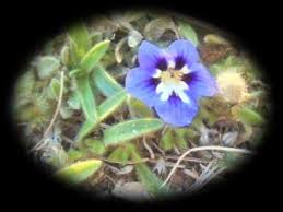 Image result for Aptosimum albomarginatum