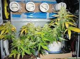 Pc grow box led lights. Max S Pc Grow Box Journal 2013 Page 2 420 Magazine
