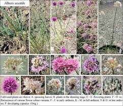 Image result for Thunbergianthus ruwenzoriensis