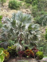 Image result for Latania loddigesii